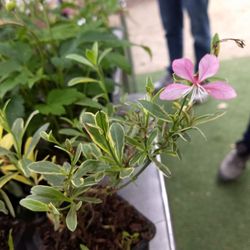 Jardin du Pré Fleuri - Marché aux plantes - épilobe