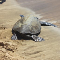 Turtle visiting Makani Sands beach