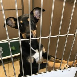 Hawaiian Humane Society - Take me home!