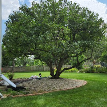 The Davey Tree Expert Company - Final result which is very satisfying! - Tree Services Near Me - East Dundee, Illinois