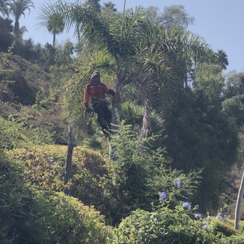Tony's BC Tree Service - Trimming palm - Tree Services Near Me - Orange, California Tony's BC Tree Service - Trimming palm - Tree Services Near Me - Orange, California