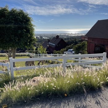 Canzelle Alpacas - Farms Near Me - Carpinteria, California Canzelle Alpacas - Farms Near Me - Carpinteria, California