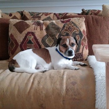 daniel island veterinary