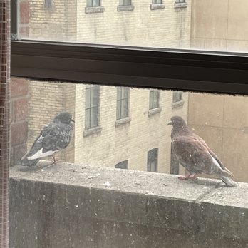 Holiday Inn Express Toronto Downtown - Birdies outside the window - Hotels Near Me - Toronto, Ontario