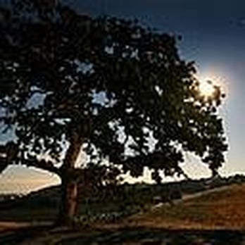 Taber Ranch Vineyard & Event Center - Tall Oak - Venues & Event Spaces Near Me - Capay, California
