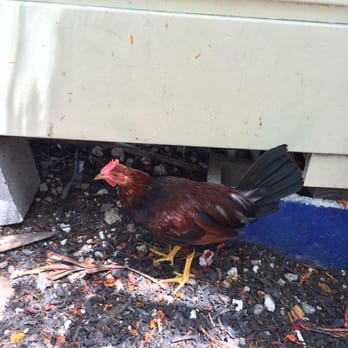 Garbo's Grill - Friendly roosters who hang out with you while you eat your food :) - Food Trucks Near Me - Key West, Florida Garbo's Grill - Friendly roosters who hang out with you while you eat your food :) - Food Trucks Near Me - Key West, Florida