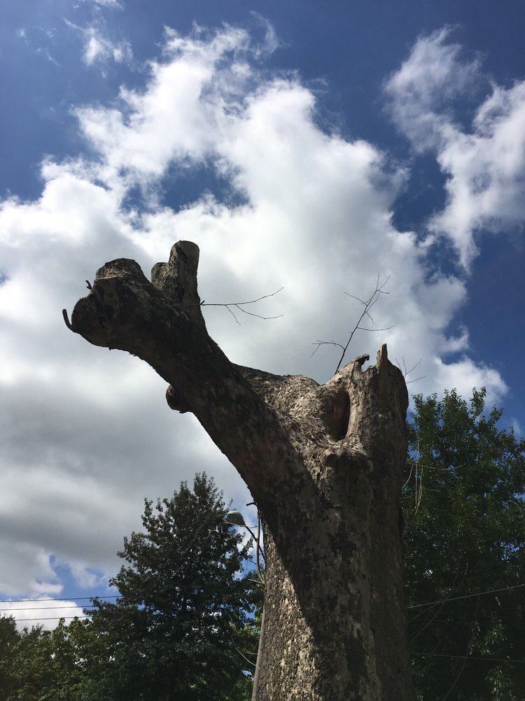 Noel's Tree Service - tree service in Kansas City, MO