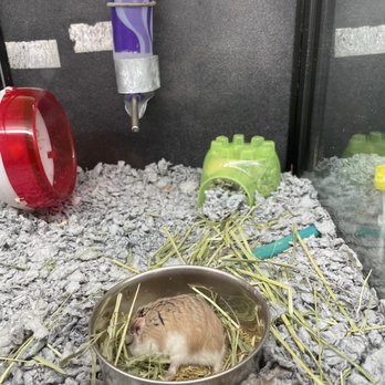 PetSmart - Robo hamsters can't reach their water bottle it's way to high for them - Pet Groomers Near Me - Garland, Texas