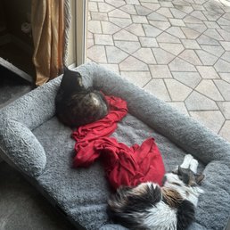 Zucchini (adopted from Cats Exclusive) and Wonder Zucchini (adopted from Cats Exclusive) and Wonder