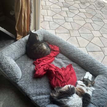 Cats Exclusive - Zucchini (adopted from Cats Exclusive) and Wonder - Animal Shelters Near Me - Margate, Florida Cats Exclusive - Zucchini (adopted from Cats Exclusive) and Wonder - Animal Shelters Near Me - Margate, Florida