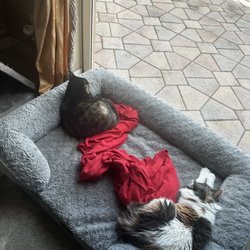 Cats Exclusive - Zucchini (adopted from Cats Exclusive) and Wonder