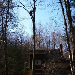 Der Oskar Tree Service - Tree climbing no problem. I will go out on a limb for you.