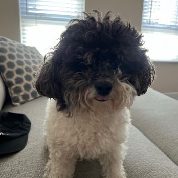 Dog Gone Pretty - Before the grooming. - Pet Groomers Near Me - Huntington Beach, California