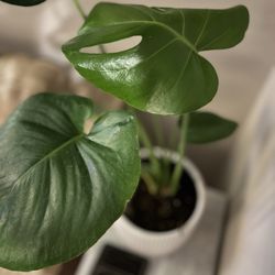 Sunnyside Nursery - Swiss Cheese Plant