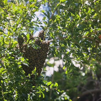 Bee Guy Travis - Pest Control Near Me - Menifee, California