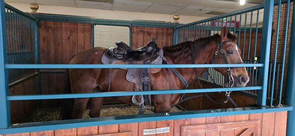 Dolly Parton's Stampede by null