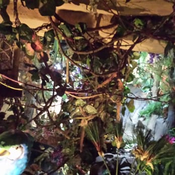 Rainforest Cafe - American Near Me - San Antonio, Texas Rainforest Cafe - American Near Me - San Antonio, Texas