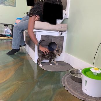 Kitty Kingdom Cat Cafe - Kitten enjoying being pet. - Pet Adoption Near Me - Chesapeake, Virginia