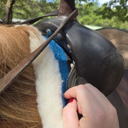 Cowboy Andy's Rocking A Ranch - Saddle digging directly on the withers. Poor things hocks were cracking too