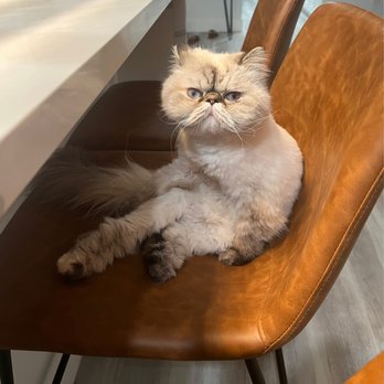 Tiny Lion Grooming - Pet Groomers Near Me Tiny Lion Grooming - Pet Groomers Near Me