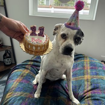 A Barkery Unleashed - Dog birthday hat and bacon flavored cake with cookie numbers from this awesome Barkery. - Pet Services Near Me - Marysville, Washington A Barkery Unleashed - Dog birthday hat and bacon flavored cake with cookie numbers from this awesome Barkery. - Pet Services Near Me - Marysville, Washington