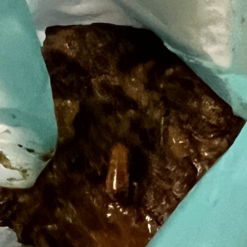 Taylor Veterinary Emergency - Large bugs in my fur baby poop after staying at Taylor Vet for six days!! - Veterinarians Near Me - Turlock, California Taylor Veterinary Emergency - Large bugs in my fur baby poop after staying at Taylor Vet for six days!! - Veterinarians Near Me - Turlock, California
