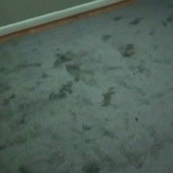 Carpet Gallery - new carpet delivered by Hagerstown.s Carpet Gallery - Carpeting Near Me - Hagerstown, Maryland Carpet Gallery - new carpet delivered by Hagerstown.s Carpet Gallery - Carpeting Near Me - Hagerstown, Maryland