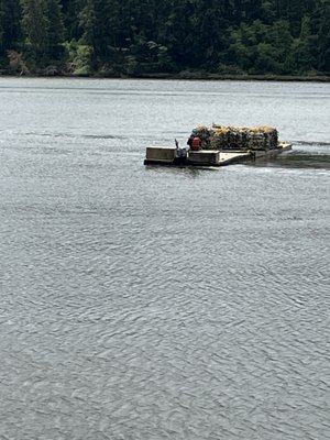 Oregon Oyster Farms by null