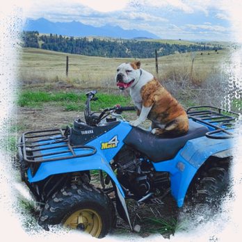 Tally Ho K9 - Pet Training Near Me - polson, Montana Tally Ho K9 - Pet Training Near Me - polson, Montana