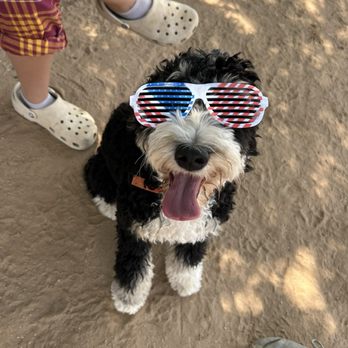 Craycraydogladay - Pet Training Near Me - Queen Creek, Arizona