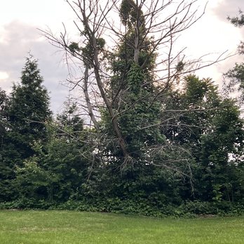 ER Tree Services - Dead tree before it was cut - Tree Services Near Me - Harrisonburg, Virginia ER Tree Services - Dead tree before it was cut - Tree Services Near Me - Harrisonburg, Virginia