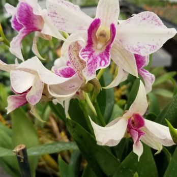 Akatsuka Orchid Gardens - Orchid - Flowers & Gifts Near Me - Volcano, Hawaii