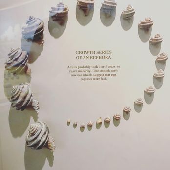 The Bailey-Matthews Shell Museum - Museums Near Me - Sanibel, Florida