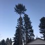 Curtis Point Tree Service