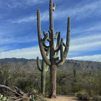 Saguaro National Park - Parks Near Me - Tucson, Arizona Saguaro National Park - Parks Near Me - Tucson, Arizona