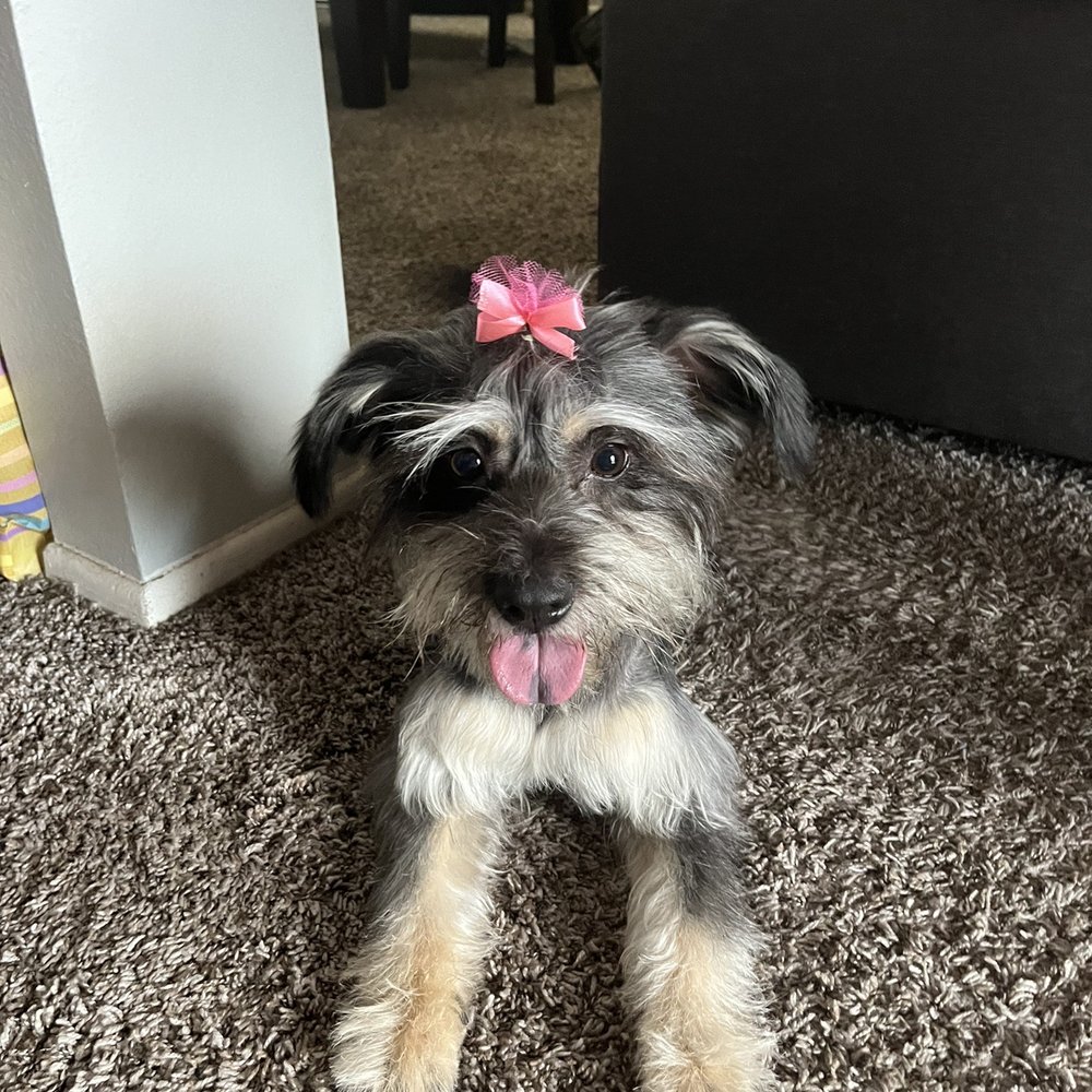 Paws At Main - Riverside - Pet Groomers Near Me - Riverside, California Paws At Main - Riverside - Pet Groomers Near Me - Riverside, California