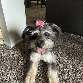 Paws At Main - Riverside - Pet Groomers Near Me - Riverside, California Paws At Main - Riverside - Pet Groomers Near Me - Riverside, California