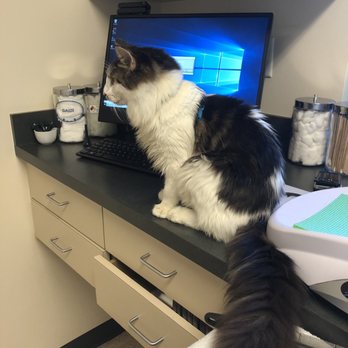 Longwood Veterinary Clinic - Getting comfortable in the room - Veterinarians Near Me - Longwood, Florida Longwood Veterinary Clinic - Getting comfortable in the room - Veterinarians Near Me - Longwood, Florida
