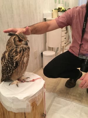 Owl Cafe Tokyo by null