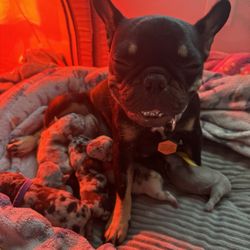 Bully’s Kennel Supply