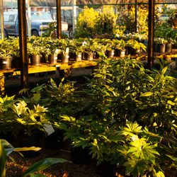 Philips Garden Center