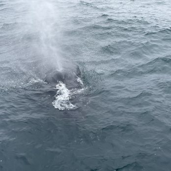 Discovery Whale Watch - Whale Watching Tours Near Me - Monterey, California