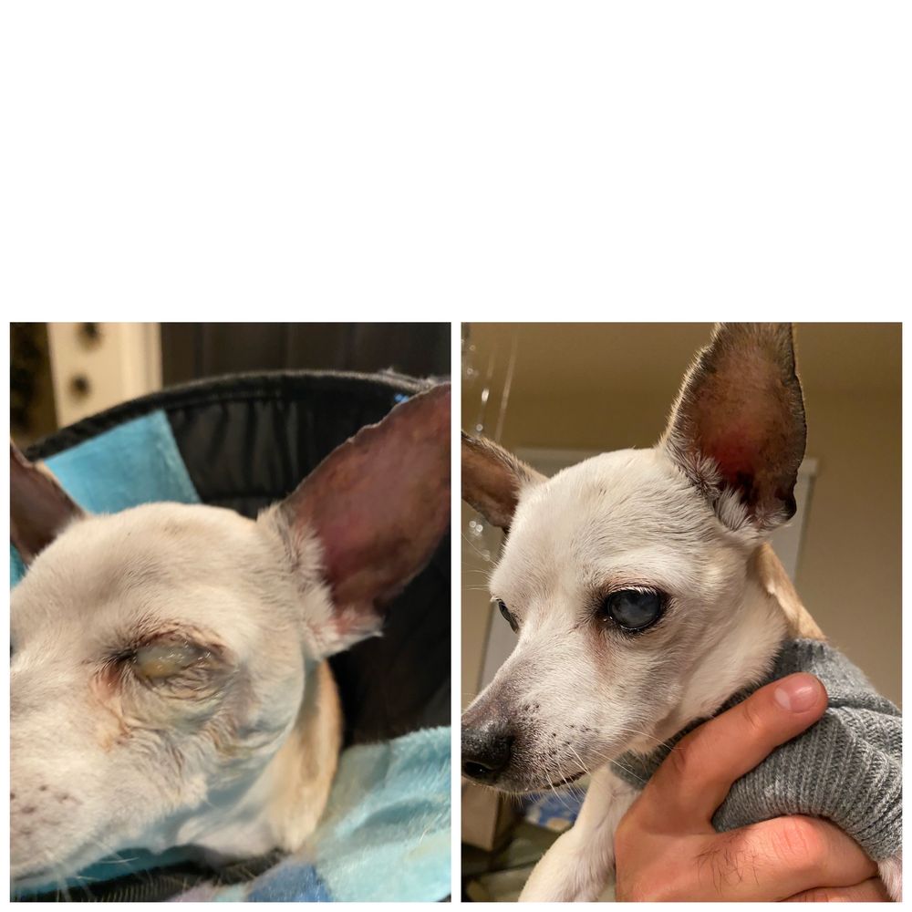 GULF COAST ANIMAL EYE CLINIC Updated August 2024 28 Reviews 1551