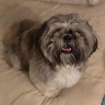 Doggie Details - Before - Pet Groomers Near Me - Torrance, California Doggie Details - Before - Pet Groomers Near Me - Torrance, California