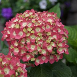 Fieldstone Gardens