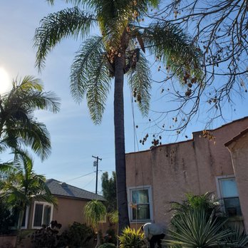 Green's Tree & Landscaping Care - My palm tree before trimming - Tree Services Near Me - South Gate, California