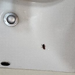 Roaches Roaches
