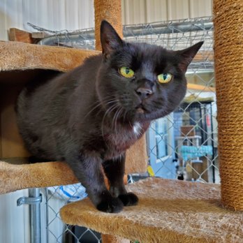 Western Hills Humane Society - Pearl - Animal Shelters Near Me - Spearfish, South Dakota Western Hills Humane Society - Pearl - Animal Shelters Near Me - Spearfish, South Dakota