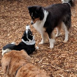 Creekside Country Canines - Arf