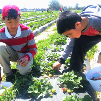 Froberg's Farm - Pick Your Own Farms Near Me - Alvin, Texas Froberg's Farm - Pick Your Own Farms Near Me - Alvin, Texas